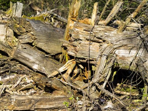 wood forest nature