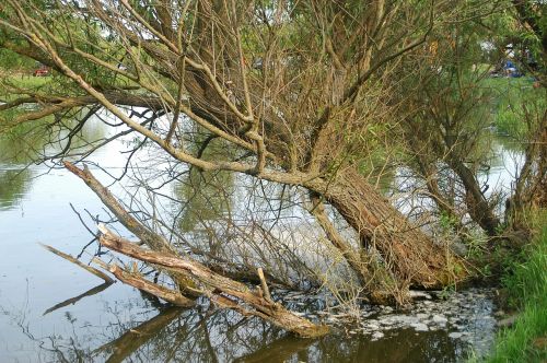 wood water green lake