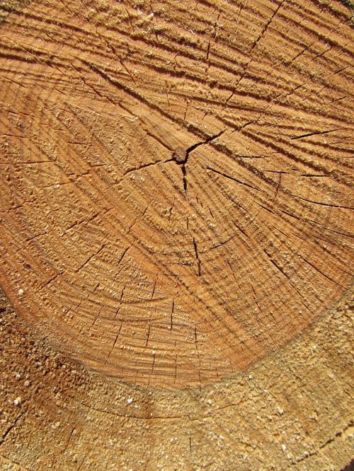 wood tree nature