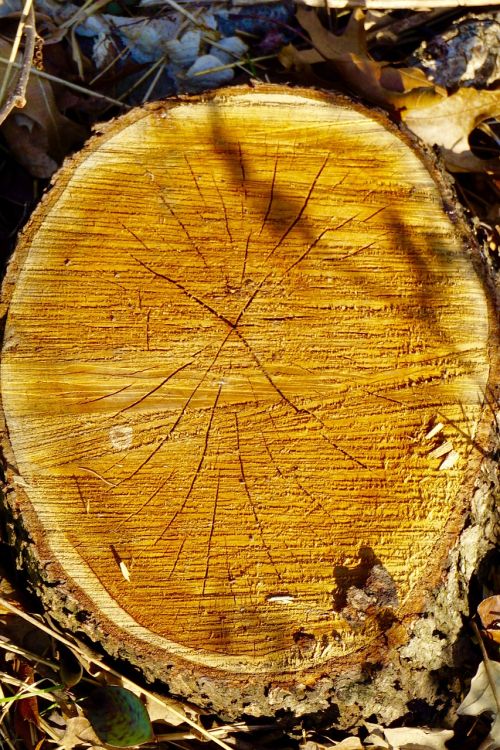 wood tree trunk tree
