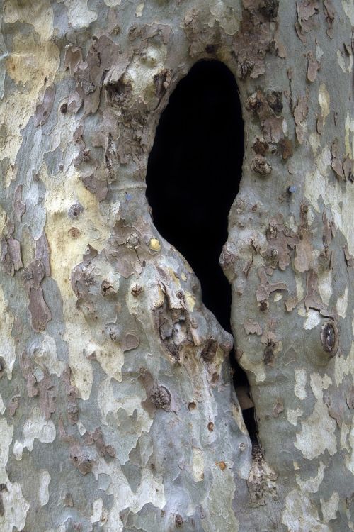 wood texture hole