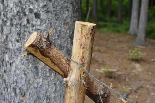 wood tree stempen