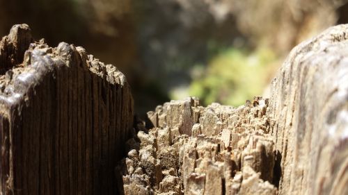 wood close up nature