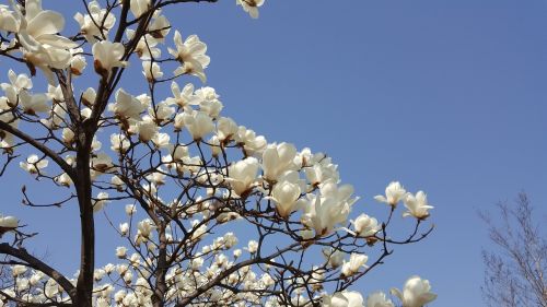 wood flowers republic of korea landscape