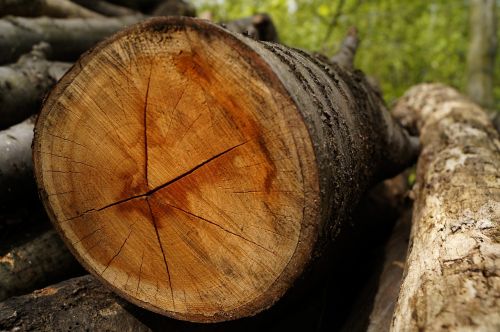wood log stump