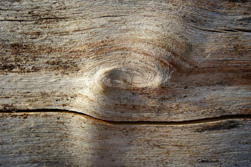 wood knot log