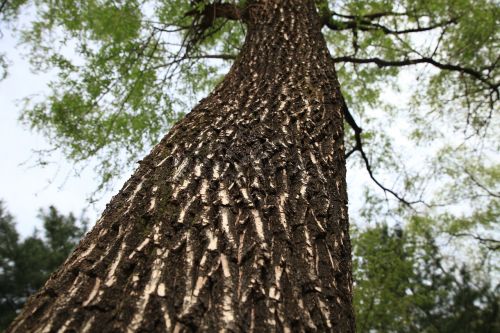 wood forest park