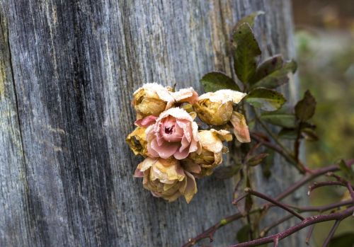 wood transient rose