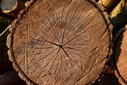 wood log nature