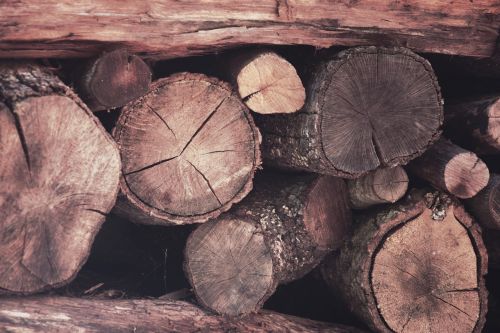 wood trunks autumn