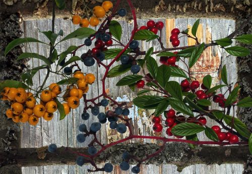 wood background berries