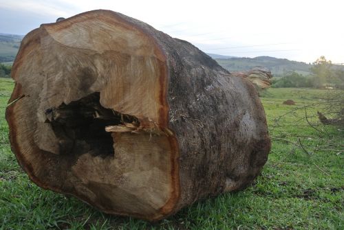 huge record wood