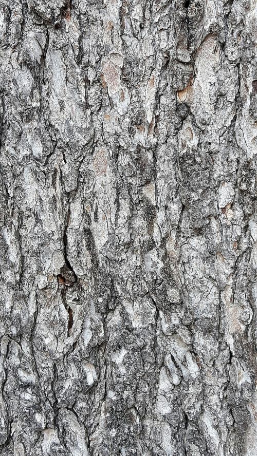 wood bark tree