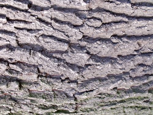 wood bark tree bark