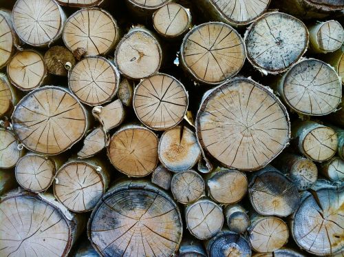 wood tree trunks annual rings
