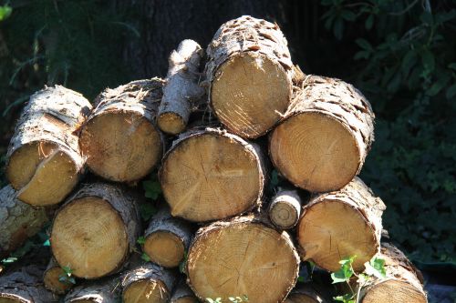 wood chopped wood pile