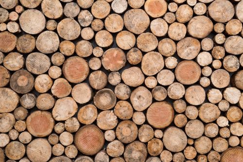wood trunks texture