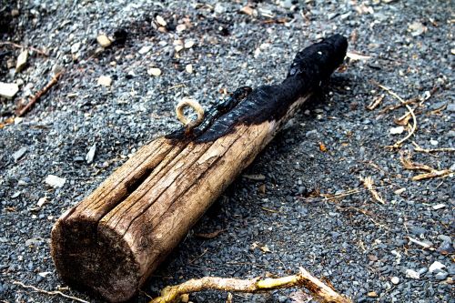 wood driftwood burnt