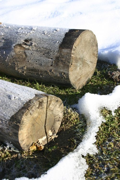 wood logs winter