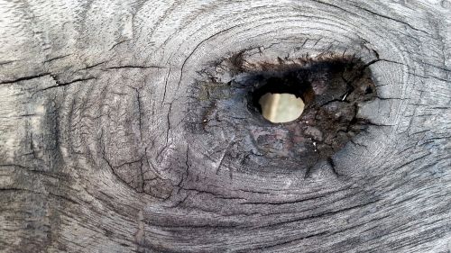 wood eye old