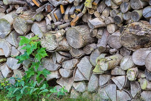 wood firewood growing stock