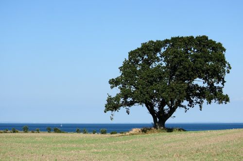 wood natural landscape