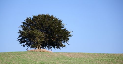 wood natural landscape