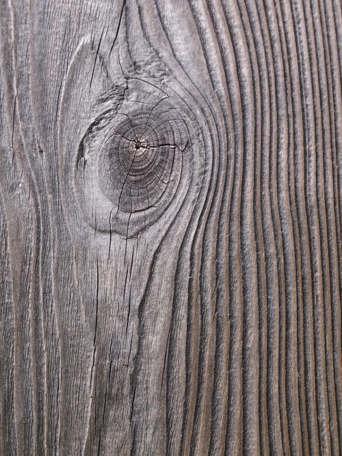 wood grain annual rings