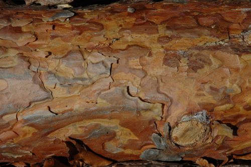 wood bark grain