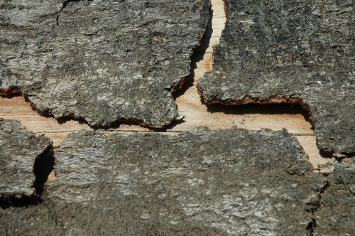 wood bark grain