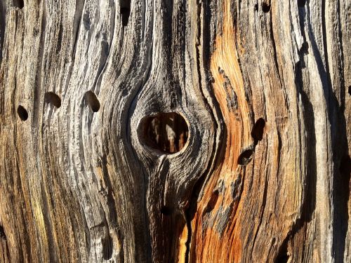 wood trunk dry