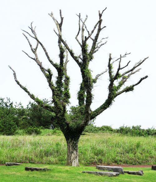 wood jeju nature