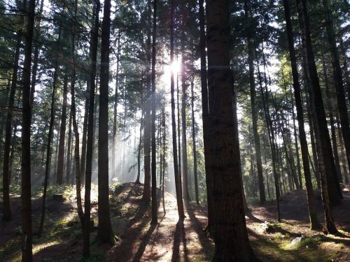 wood light sun