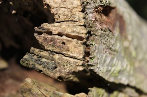 wood log strains