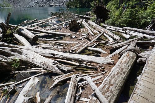 wood logs fallen