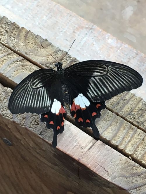 wood butterfly insect