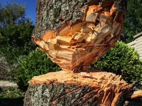 wood nature log
