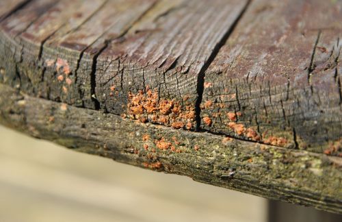 wood fungi fungus