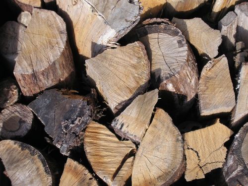 wood logs forest