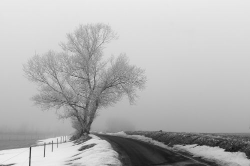 wood winter fog