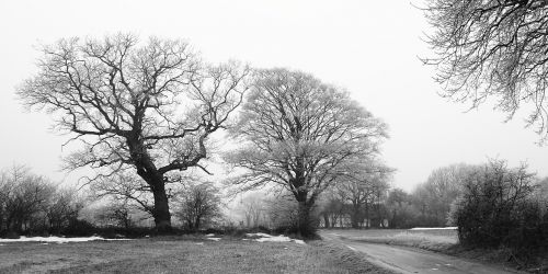 wood winter fog