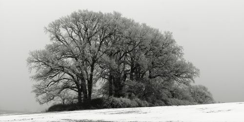 wood winter fog