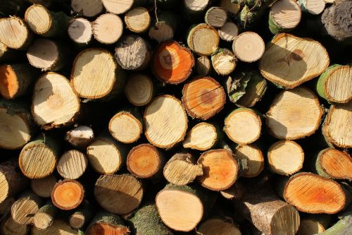 wood firewood tree