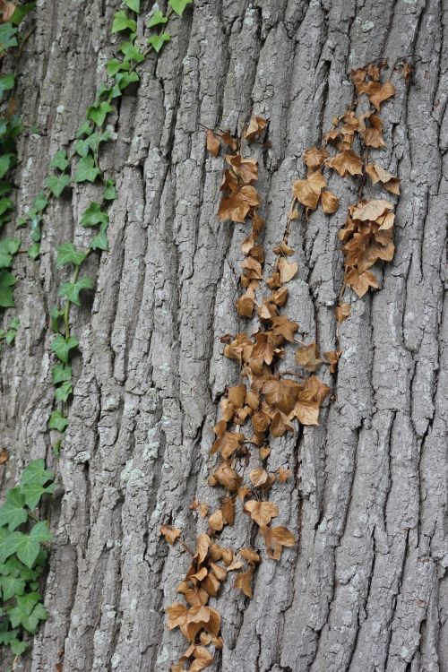 wood leaf fall