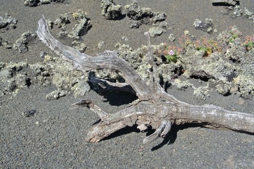 wood drought dead tree