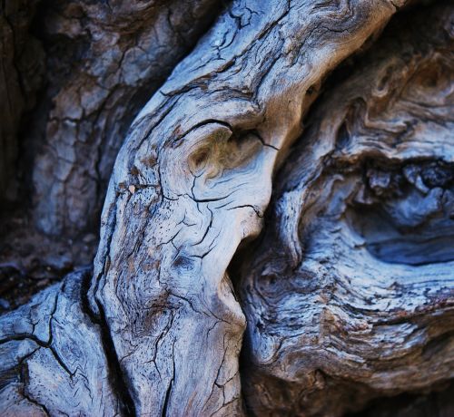 wood faces in wood nature