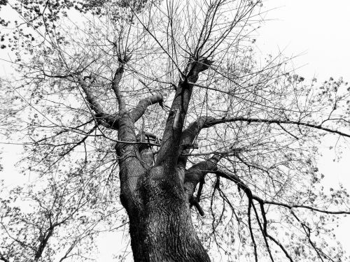 wood nature plant