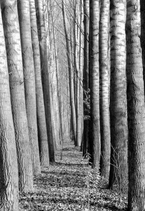 wood forest avenue