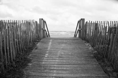 wood beach sea