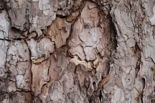 wood tree nature